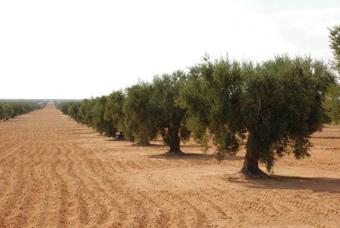 Tunisian Farmers Switch Tactics to Beat Rising Temperatures Tunisian Farmers Switch Tactics to Beat Rising Temperatures