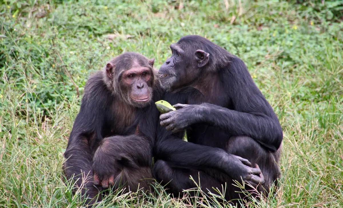 Chimpanzees Bond Over Fermented Fruit, Revealing Evolutionary Link to Human Feasts Chimpanzees Bond Over Fermented Fruit, Revealing Evolutionary Link to Human Feasts