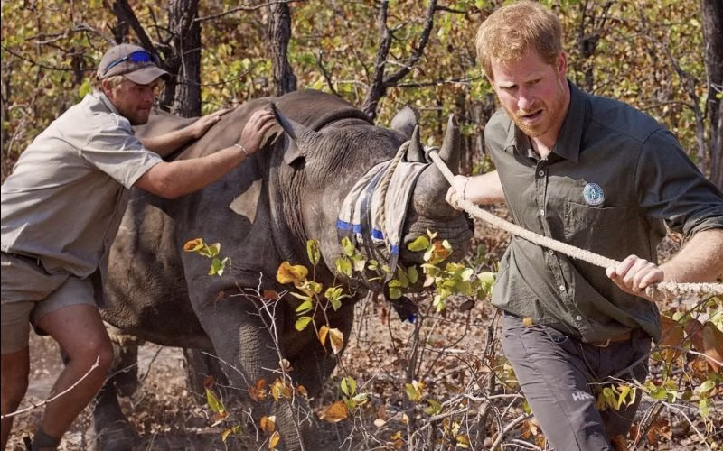 Chad severs ties with Prince Harry-linked charity over misconduct allegations Chad severs ties with Prince Harry-linked charity over misconduct allegations