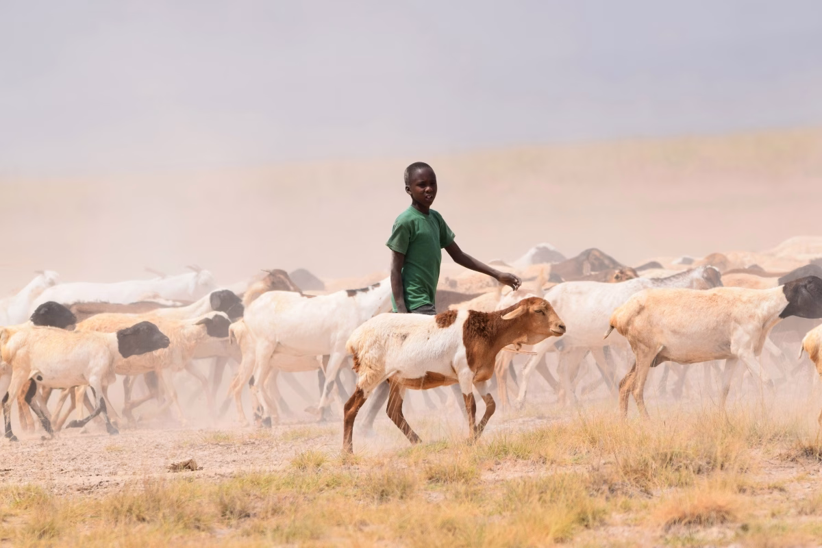 Empowering Smallholder Farmers Is The Key To Sustainable Livestock, Says Heifer International Empowering Smallholder Farmers Is The Key To Sustainable Livestock, Says Heifer International